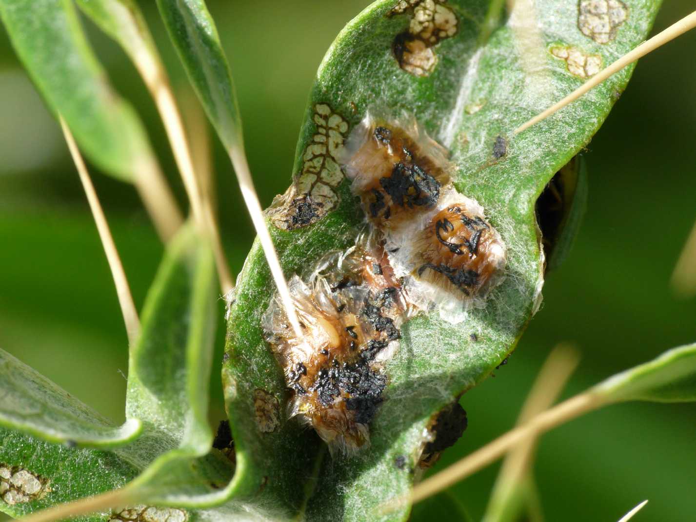 Cassida deflorata in riproduzione